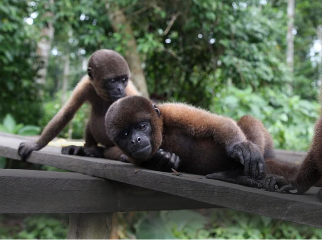 Colombia, a destination of natural and cultural wonders - Amazona.