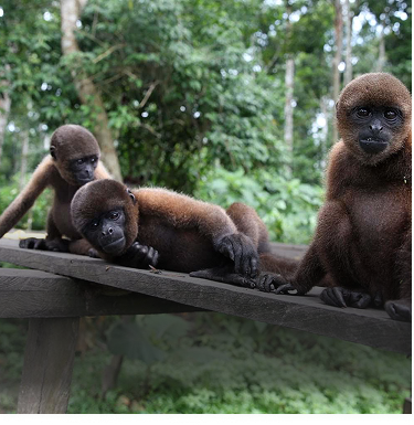 Colombia, a destination of natural and cultural wonders - Amazona.