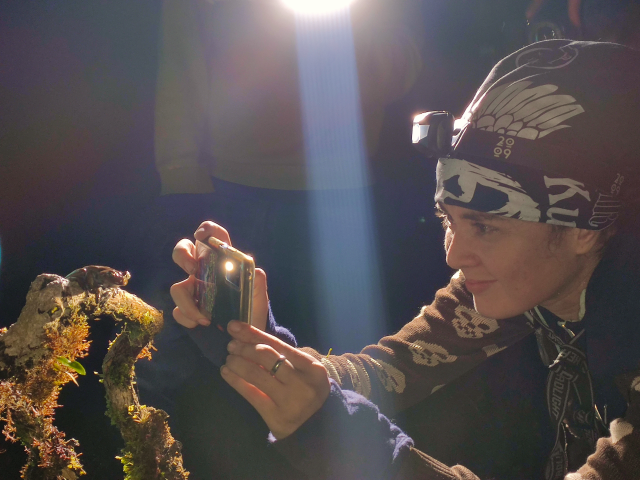 Jungle Lights