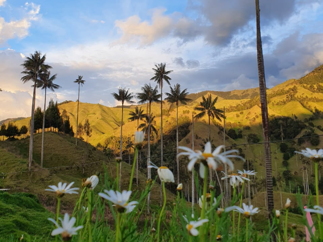 Wax palms and mountain landscape in QuindĂo at sunset