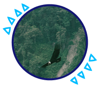 Condor flying over a mountain forest