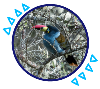 Colorful bird perched on a branch in the forest
