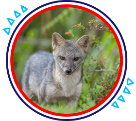 Gray fox among vegetation in a Colombian natural environment